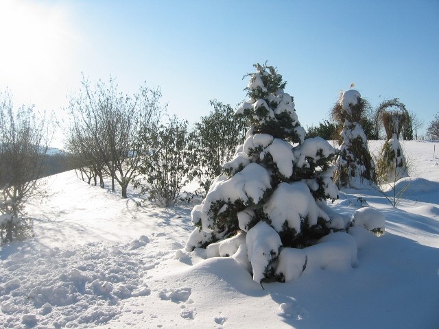 boricu snijegu